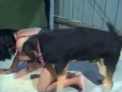 Black dog drilling this girl slut's wet pussy